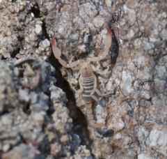 Pseudouroctonus kremani