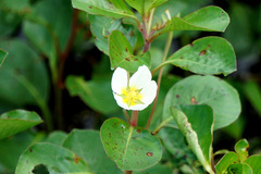 Ludwigia helminthorrhiza