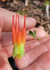 Aquilegia elegantula