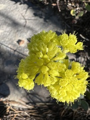 Eriogonum douglasii
