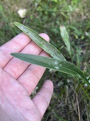 Podosphaera macularis