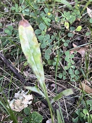 Podosphaera macularis