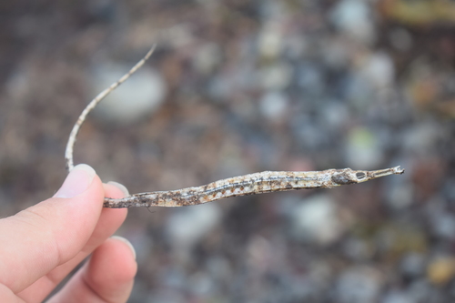 Northern Pipefish