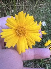 Podosphaera macularis