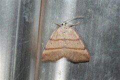 Drepanulatrix bifilata