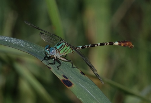 Blue-faced Ringtail photo 2