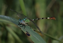 Erpetogomphus eutainia