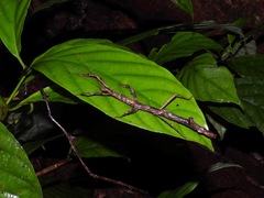 Phenacephorus sepilokensis