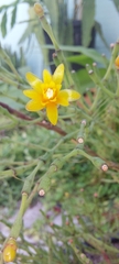 Hatiora salicornoides