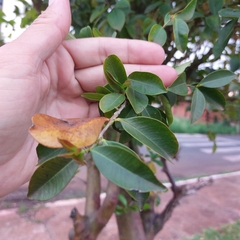 Eugenia involucrata
