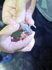 Boulenophrys minor