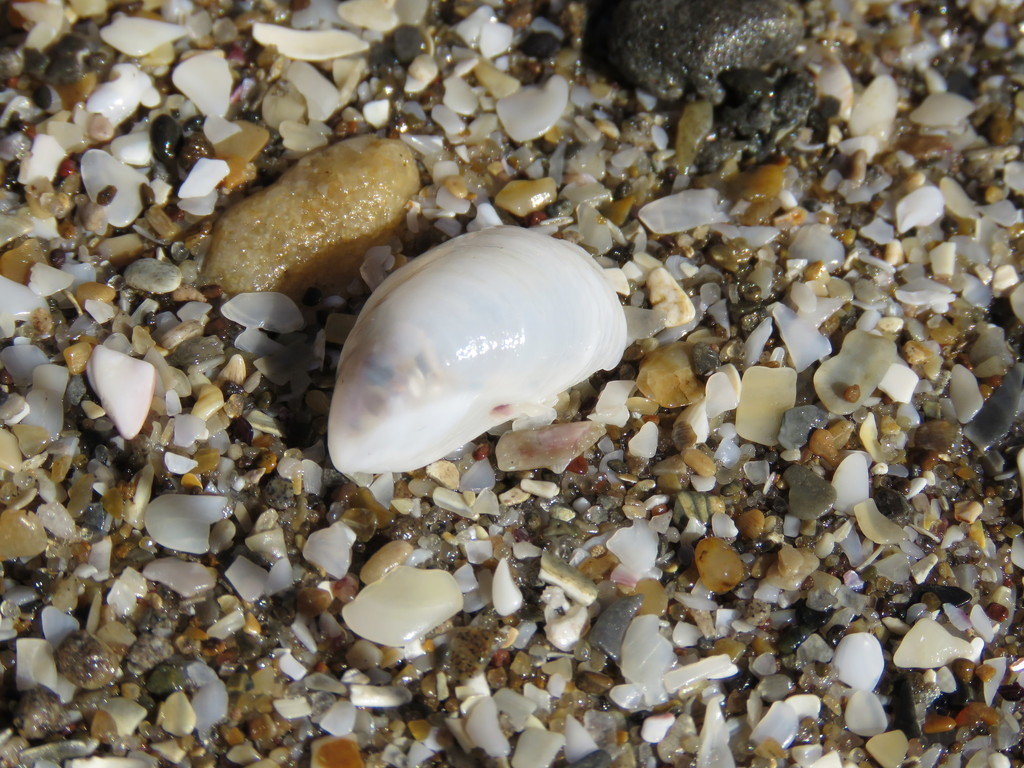 Crepidula argentina