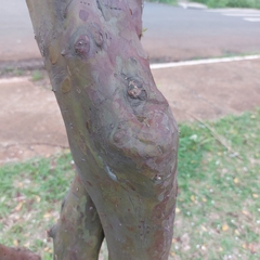 Eugenia involucrata