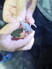 Boulenophrys minor