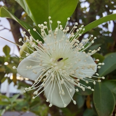 Eugenia involucrata