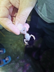 Boulenophrys minor