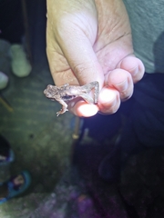 Boulenophrys minor