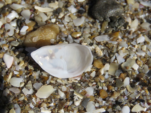 Crepidula argentina