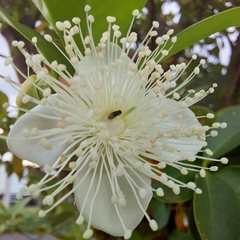 Eugenia involucrata
