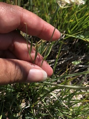 Perideridia lemmonii