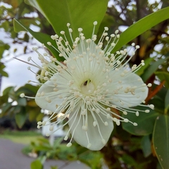 Eugenia involucrata