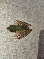 Odorrana tianmuii
