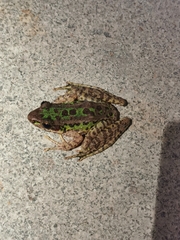 Odorrana tianmuii