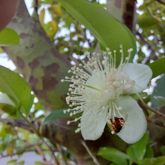 Eugenia involucrata