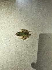 Odorrana tianmuii