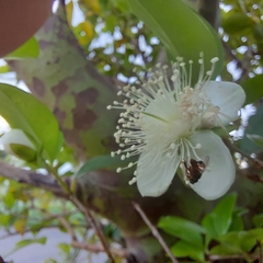 Eugenia involucrata