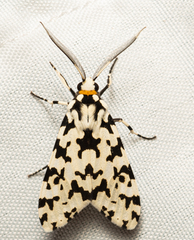 Eucereon tigrata