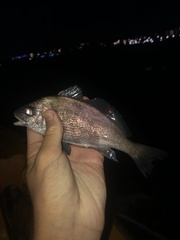 Cheilotrema saturnum