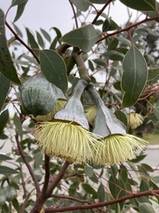 Eucalyptus pyriformis
