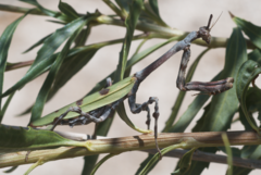 Pseudovates arizonae