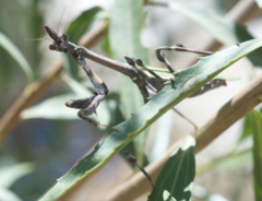 Pseudovates arizonae