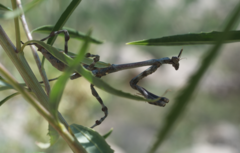 Pseudovates arizonae