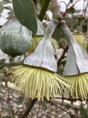 Eucalyptus pyriformis