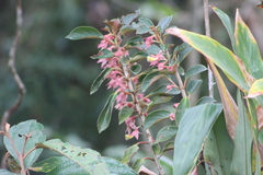 Nematanthus tessmannii