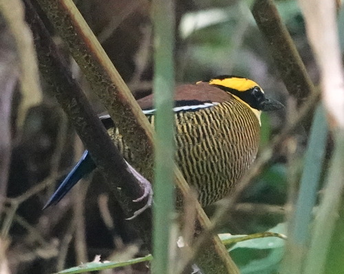 Javan Banded Pitta (Hydrornis guajanus), photo 9