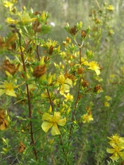 Hypericum brachyphyllum