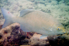 Kyphosus cinerascens