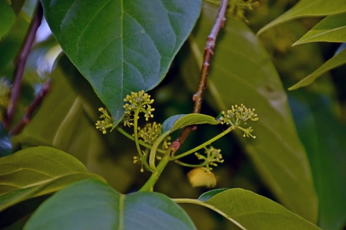 Chinese tupelo (Nyssa sinensis)
