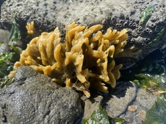 Halichondria bowerbanki