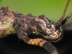Centrophasma longipennis