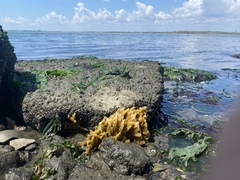 Halichondria bowerbanki