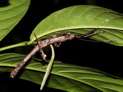 Centrophasma longipennis