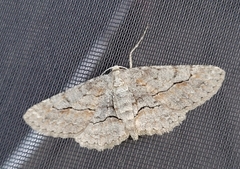 Stenoporpia