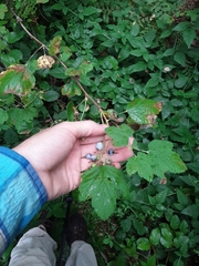 Ribes viscosissimum