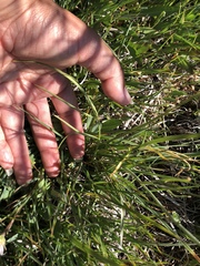 Perideridia lemmonii