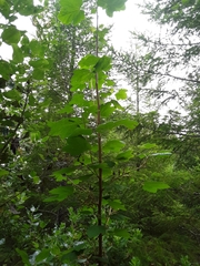 Ribes viscosissimum